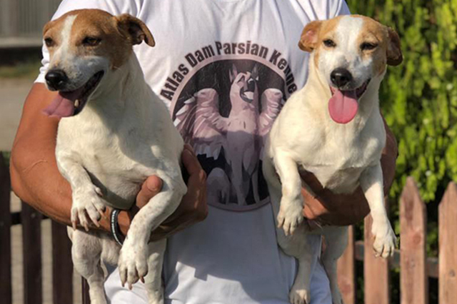 مولد نژاد جک راسل تریر مگی